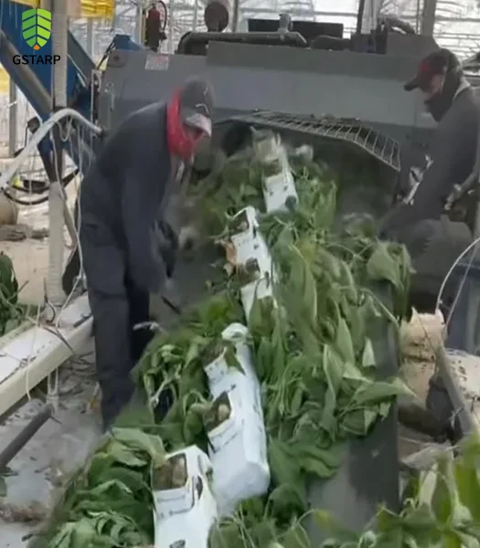 Greenhouse Debris Collection Tarp