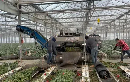 Greenhouse Debris Collection Tarp Video 1