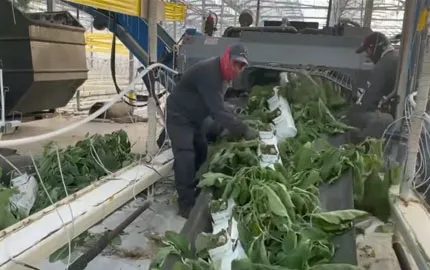 Greenhouse Debris Collection Tarp Video 2